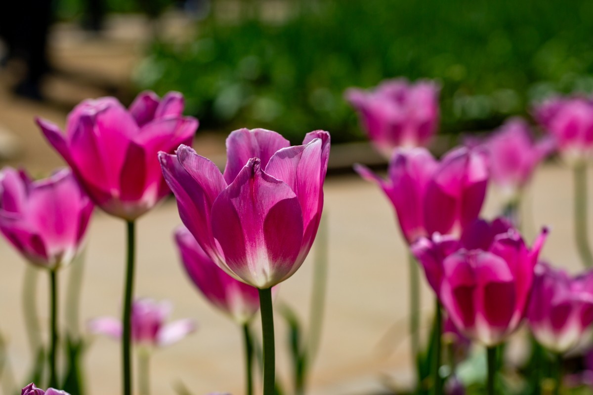 植物园拍郁金香73