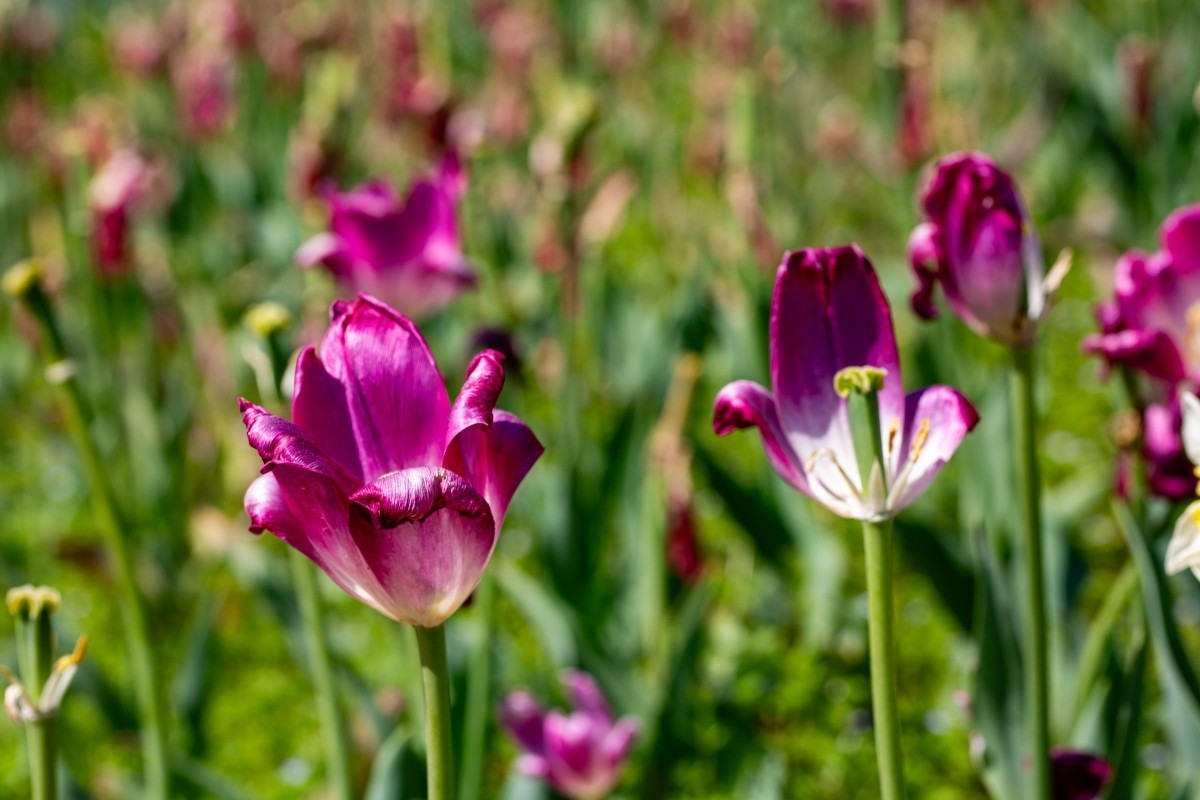 植物园拍郁金香73