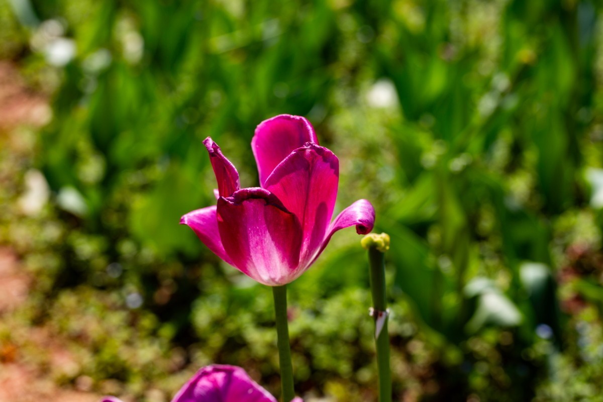 植物园拍郁金香73