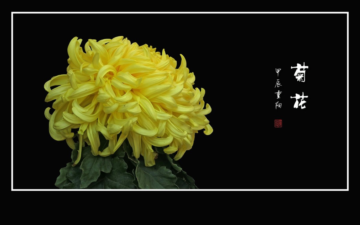 纤纤玉瓣不畏寒，朵朵菊花斗秋风