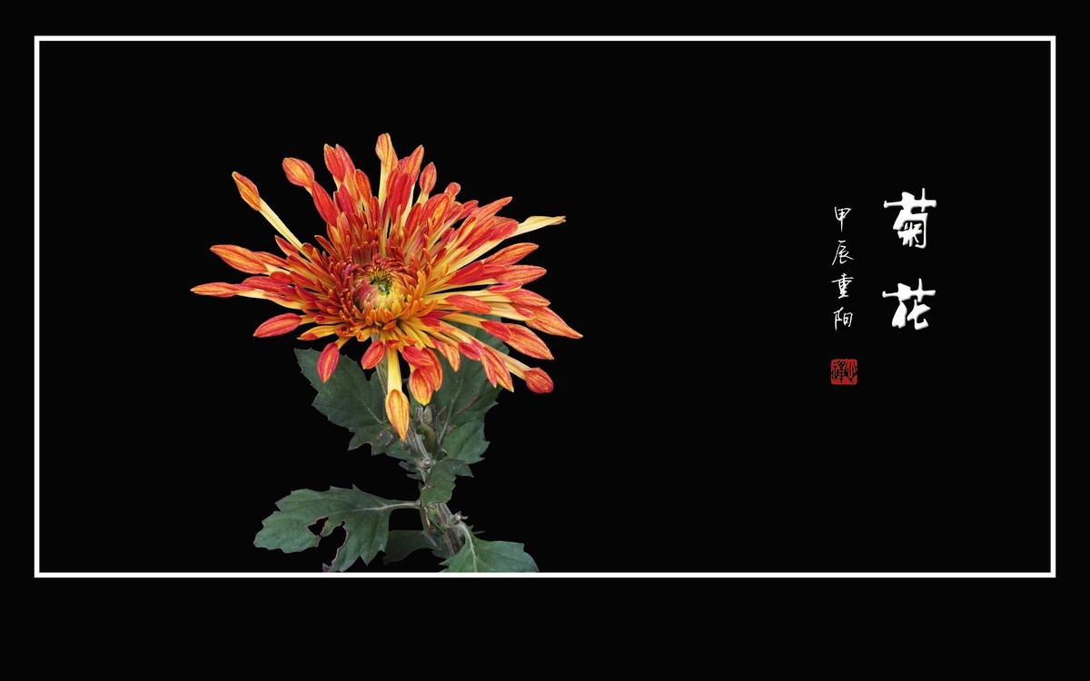 纤纤玉瓣不畏寒，朵朵菊花斗秋风