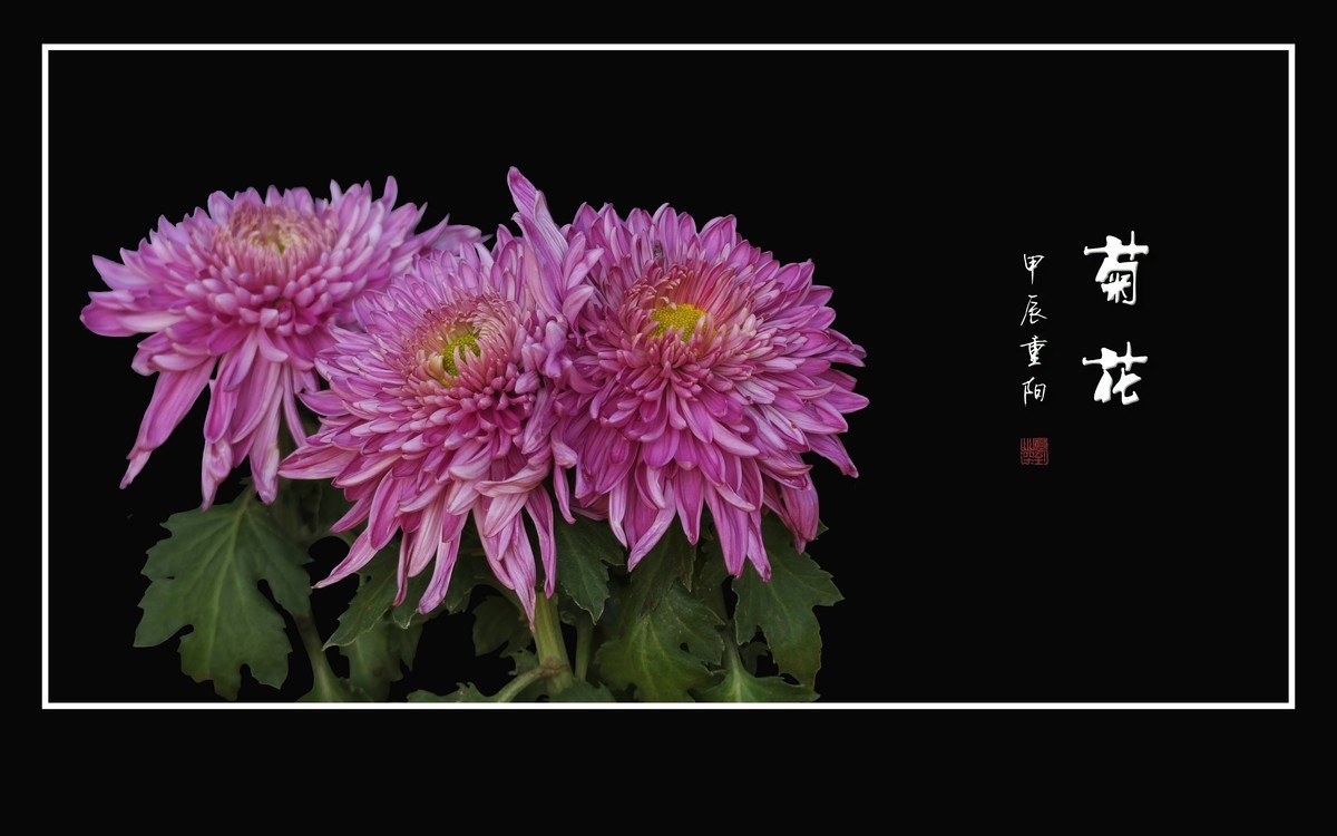 纤纤玉瓣不畏寒，朵朵菊花斗秋风