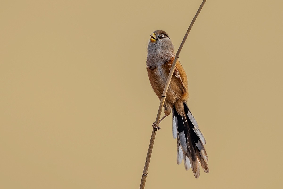寒冬芦苇荡中的小精灵-震旦雅雀