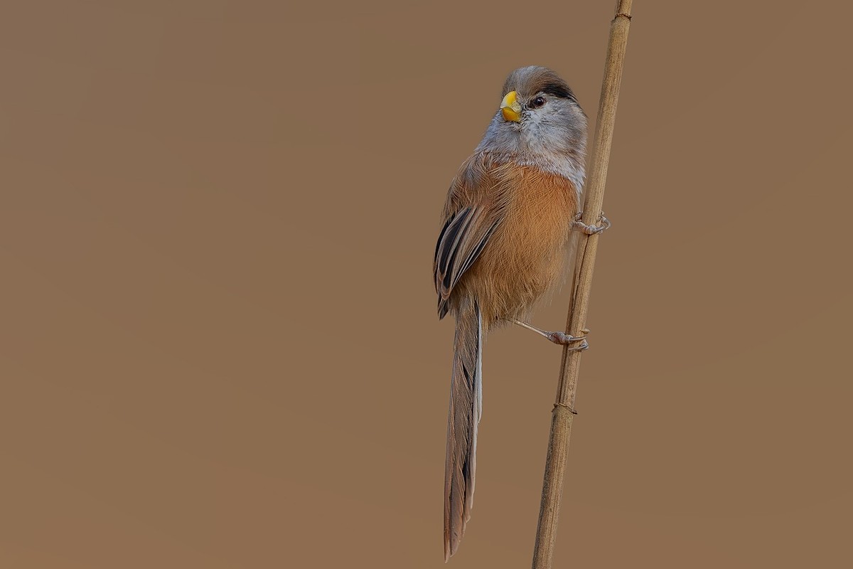 寒冬芦苇荡中的小精灵-震旦雅雀
