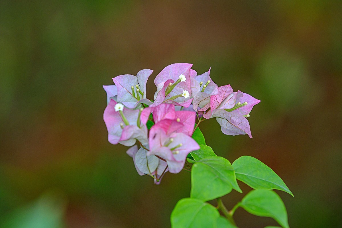 花城看花202143粉色三角梅