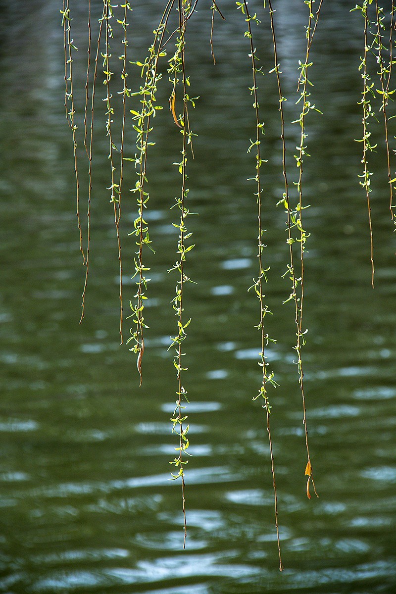 阳光明媚漾春辉