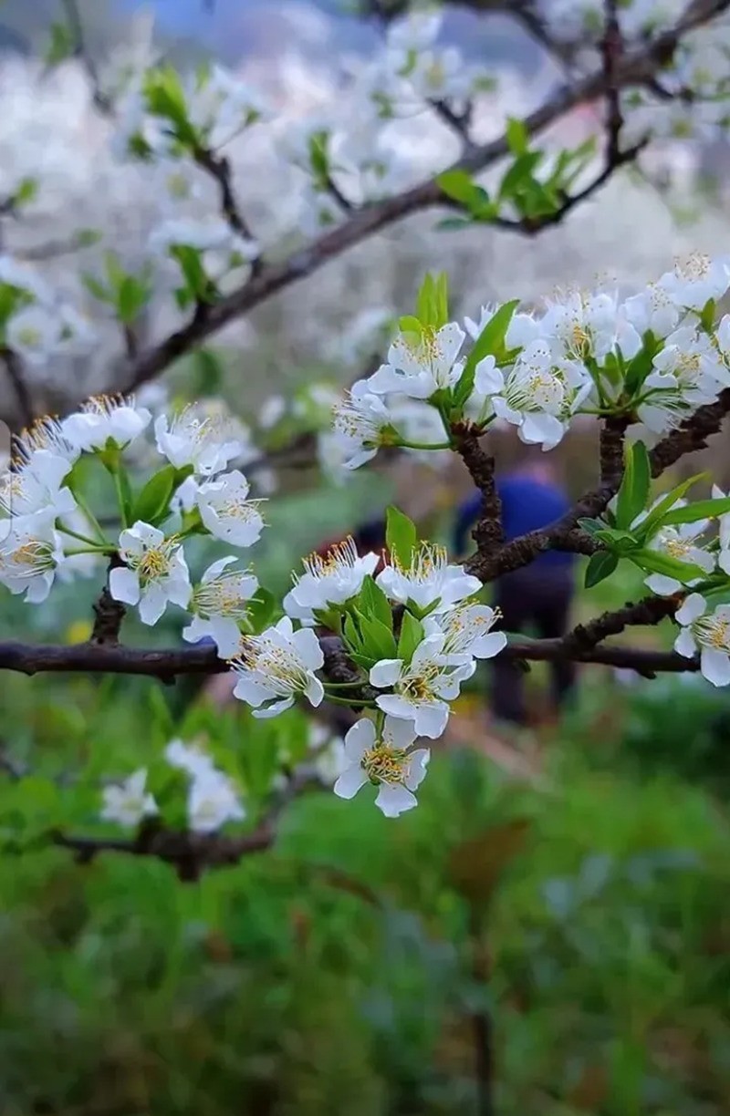 山花烂漫