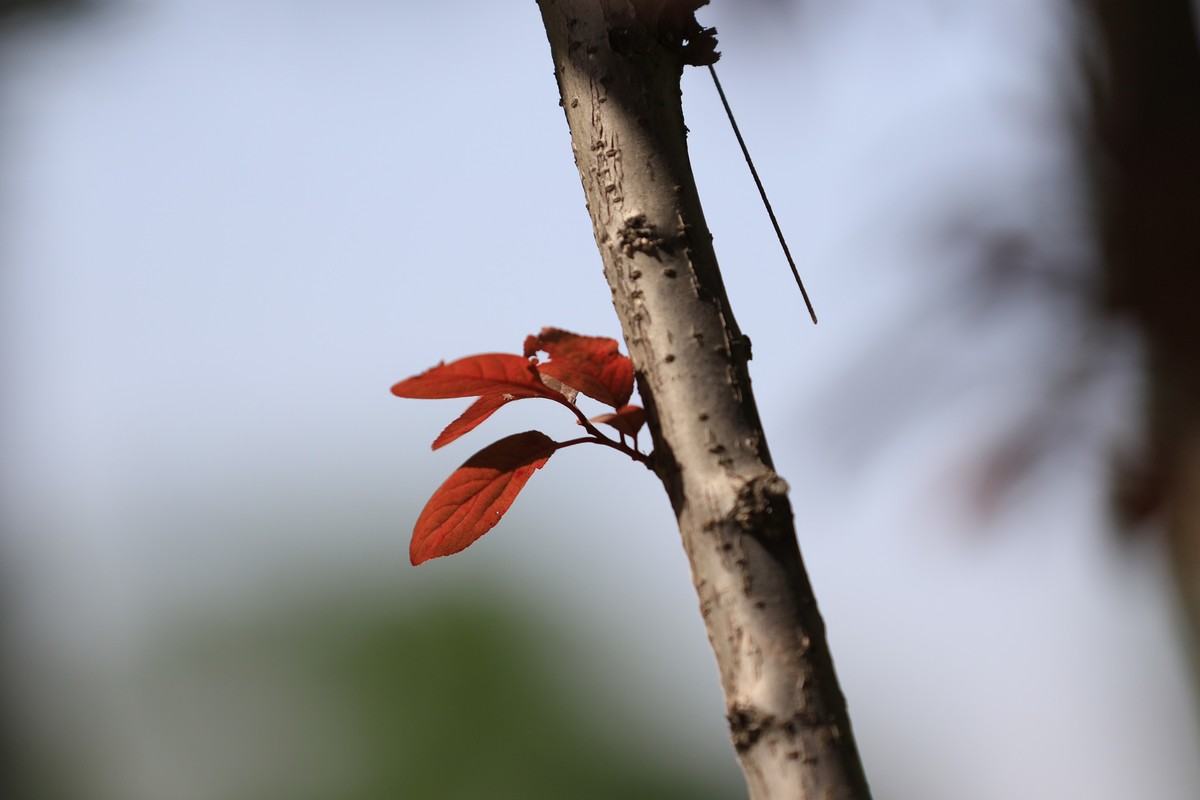 小区散步随拍花花草草