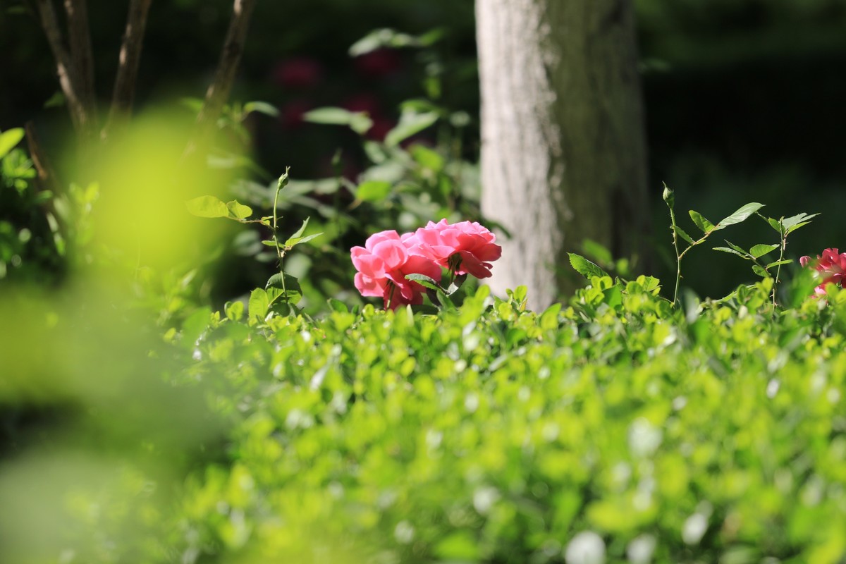 小区散步随拍花花草草
