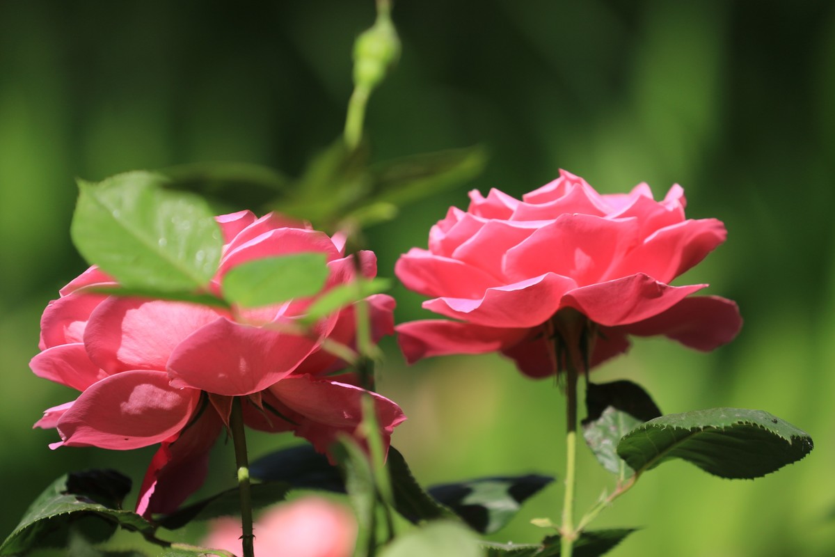 对焦有些不行数据没有调整好慢慢来