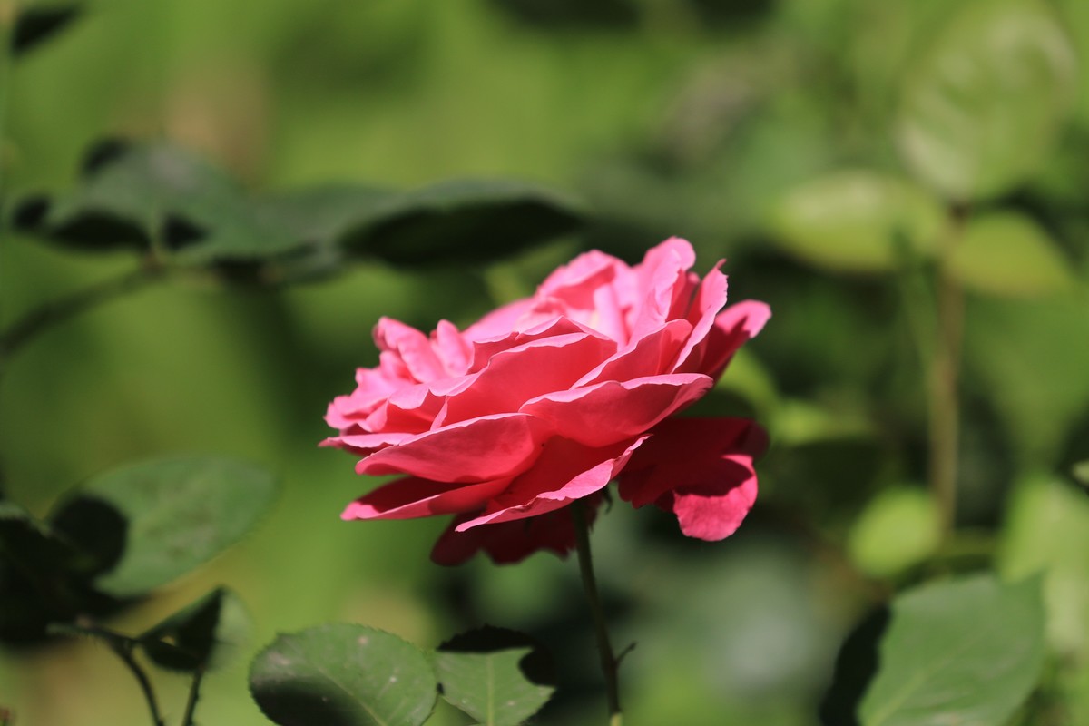 对焦有些不行数据没有调整好慢慢来