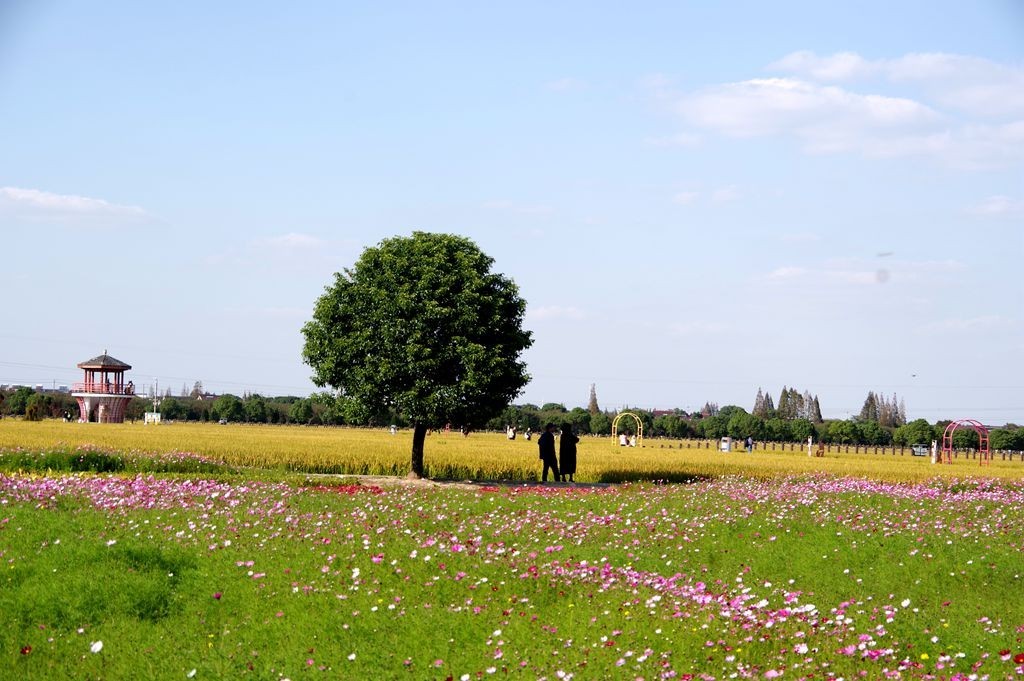 严家桥花海稻田