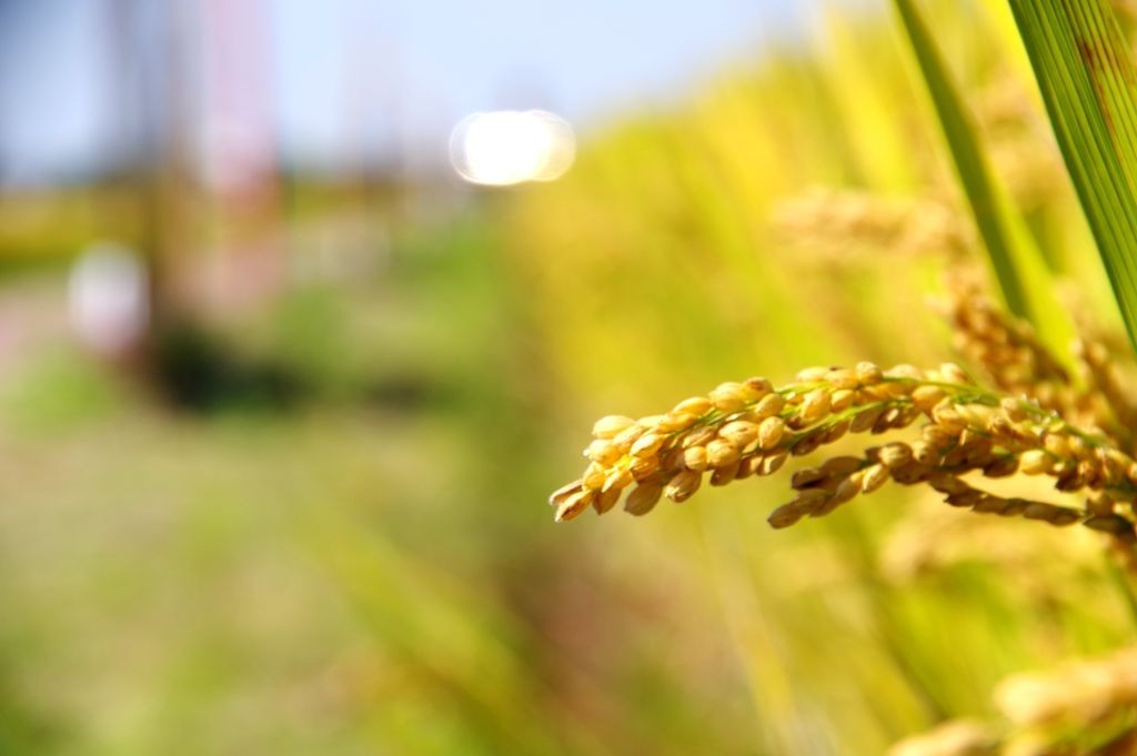 严家桥花海稻田