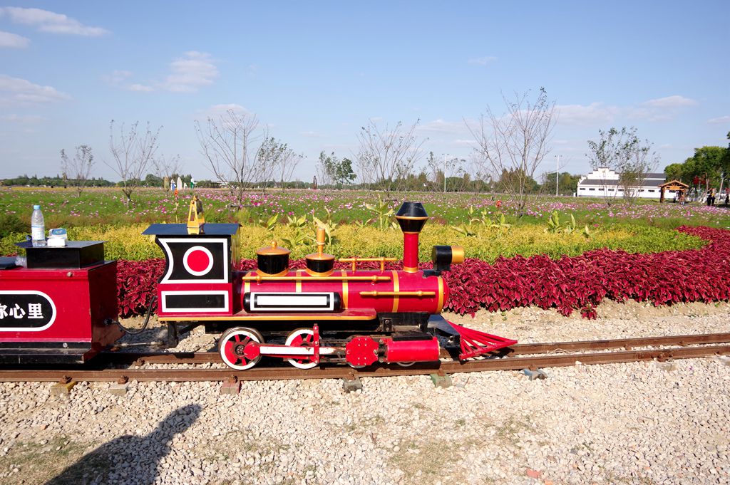 严家桥花海稻田