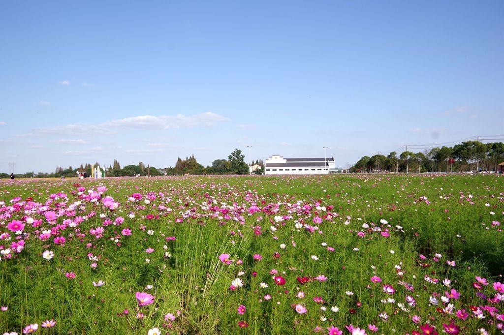 严家桥花海稻田