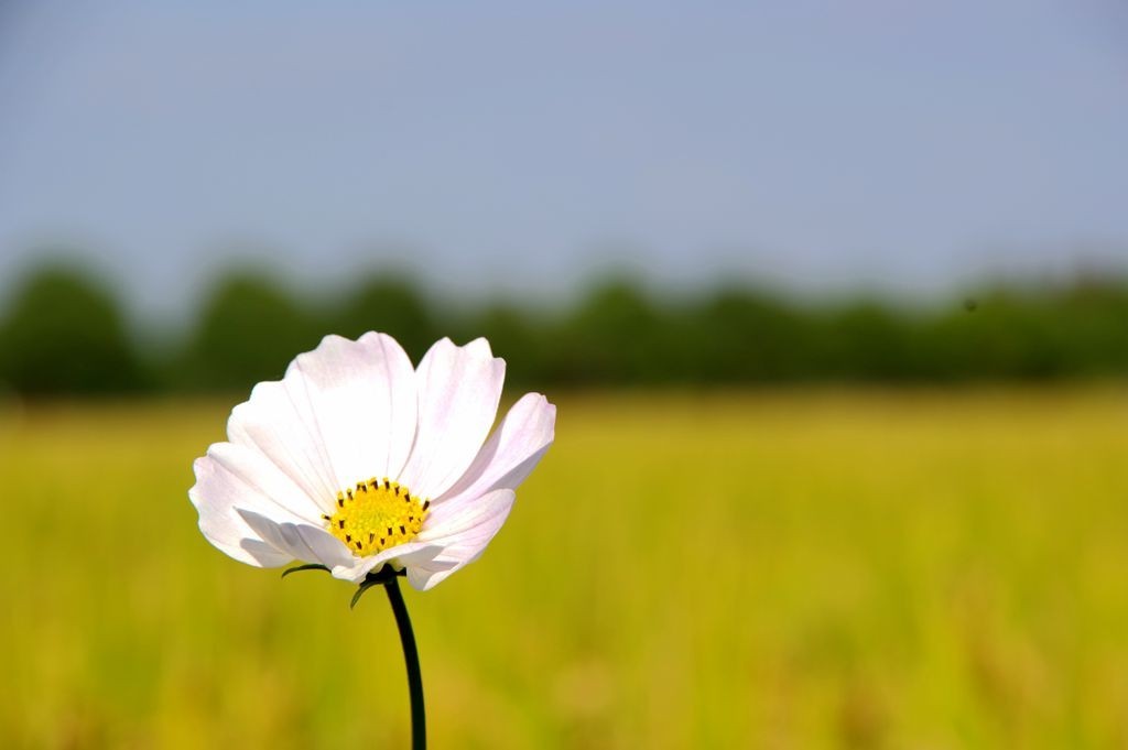 严家桥花海稻田