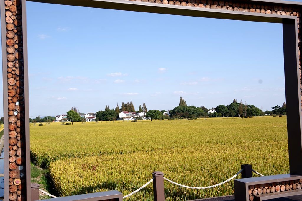 严家桥花海稻田