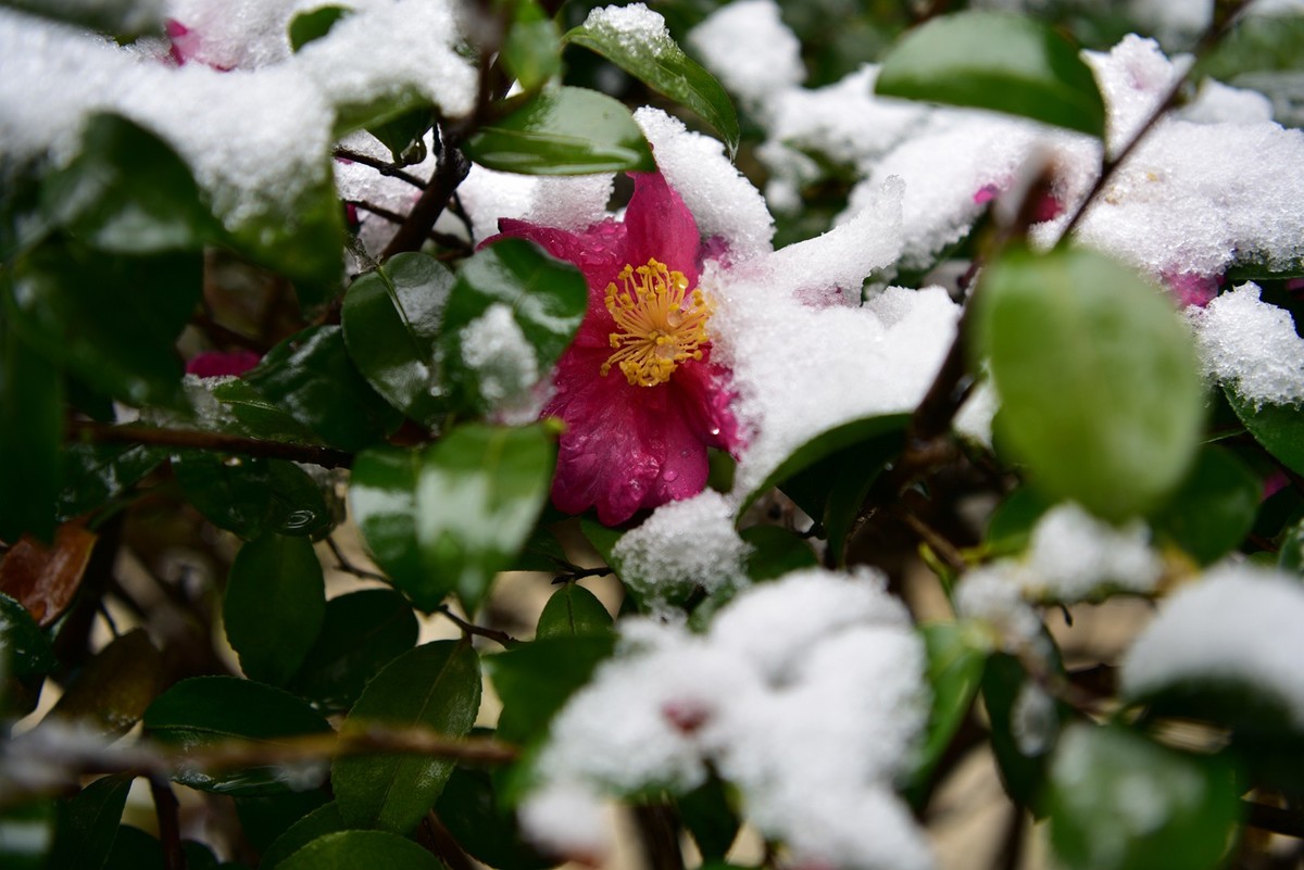 湖南严冬本市雪景掠影