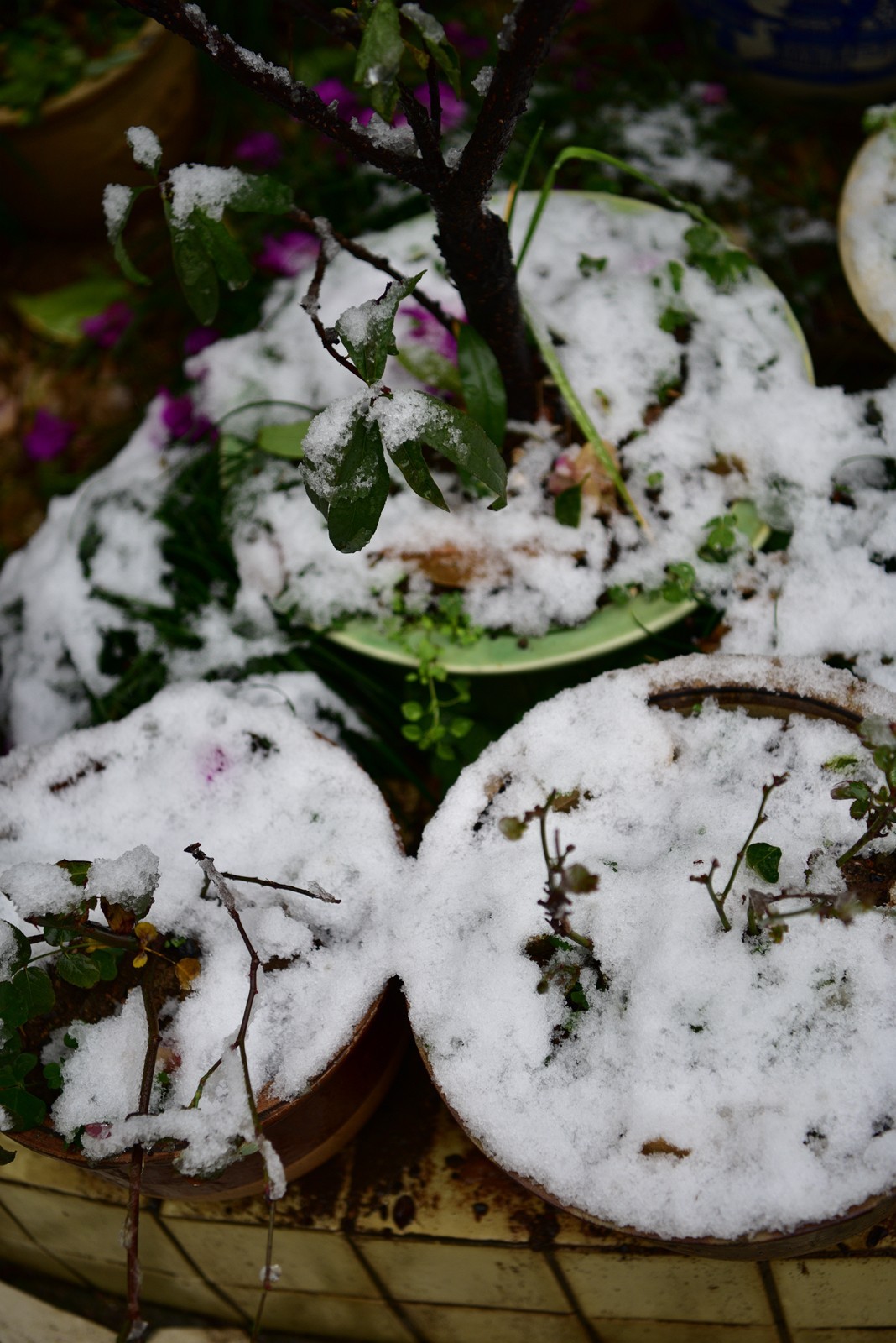 湖南严冬本市雪景掠影