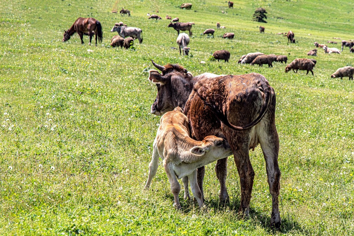 新疆行游--那拉提草原【10】