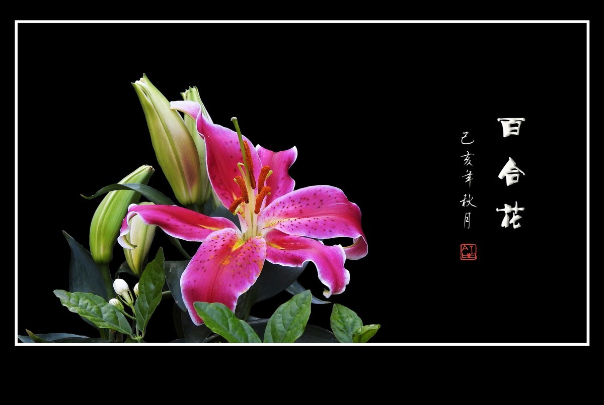 和和睦睦的百合花贺 龙年初四