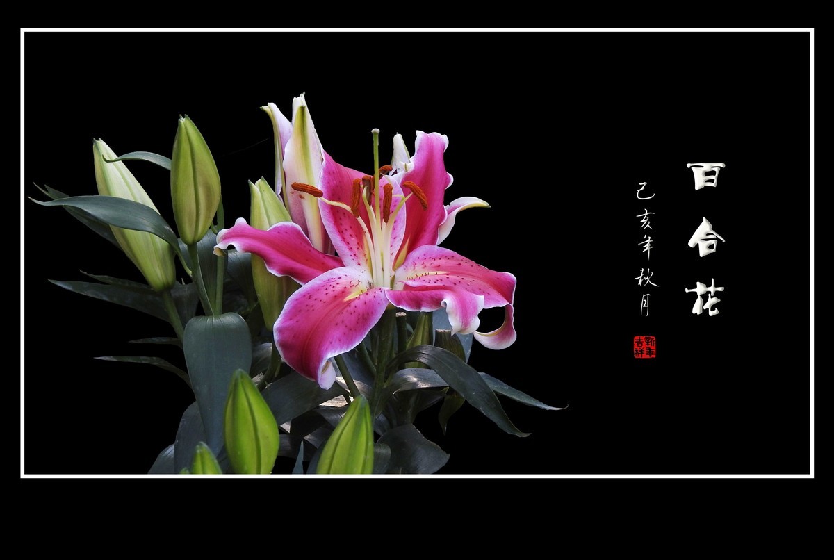 和和睦睦的百合花贺 龙年初四