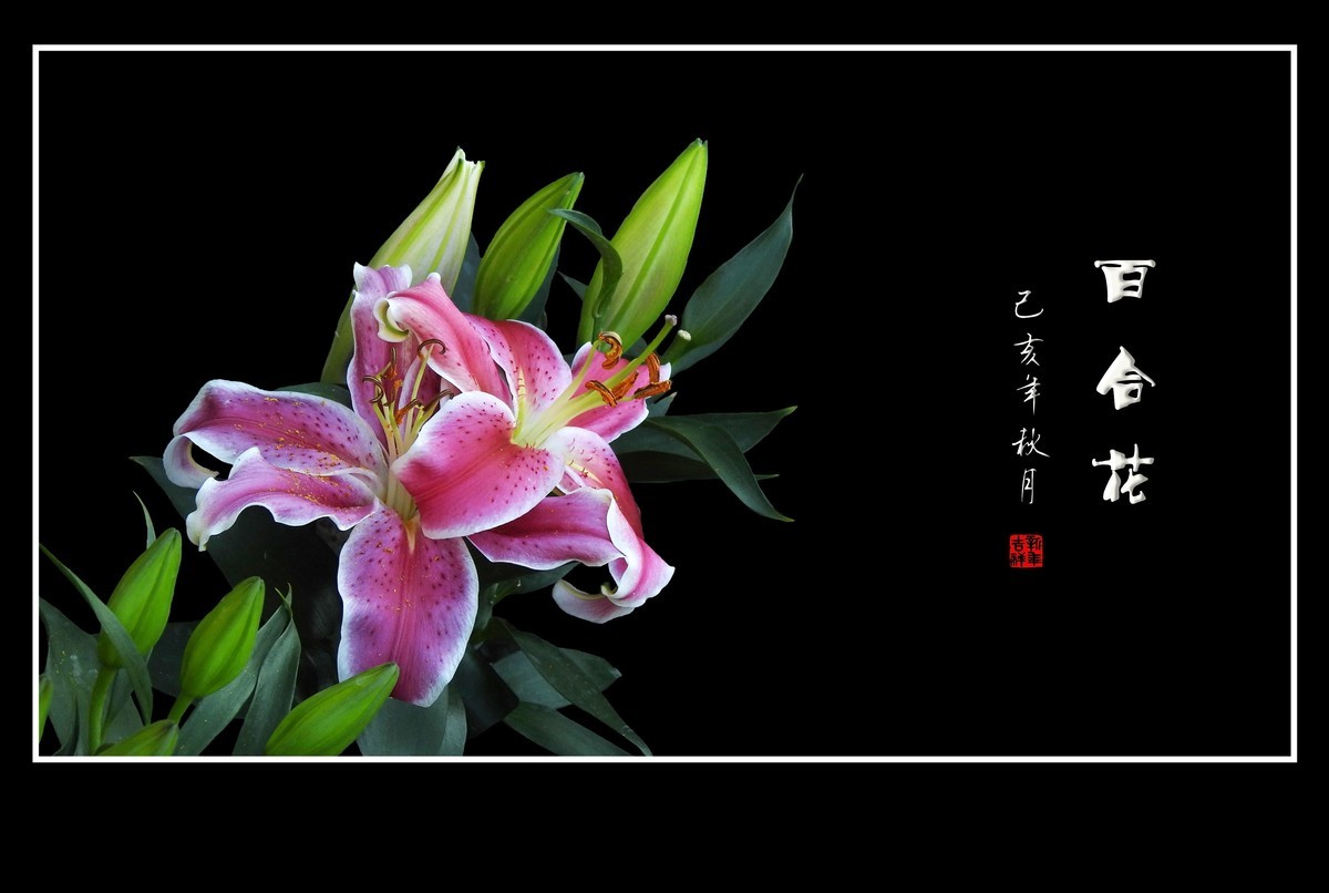 和和睦睦的百合花贺 龙年初四