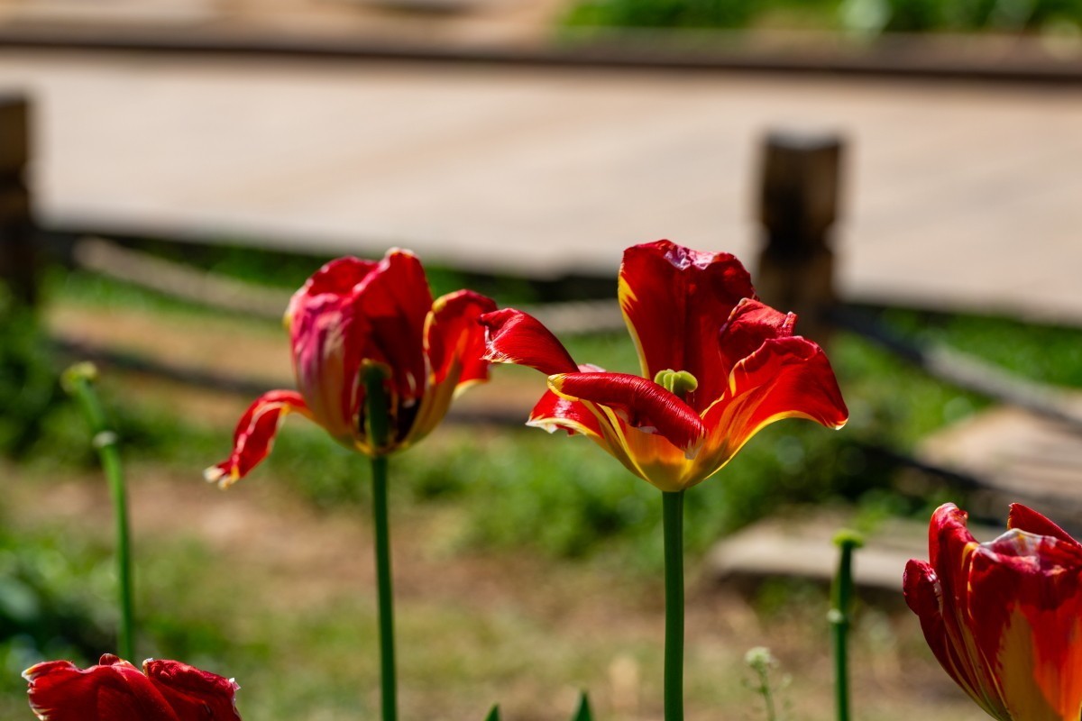 植物园拍郁金香36