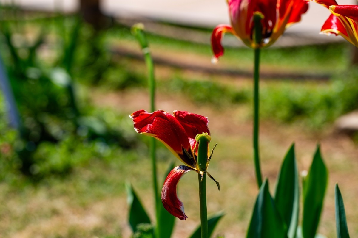 植物园拍郁金香36