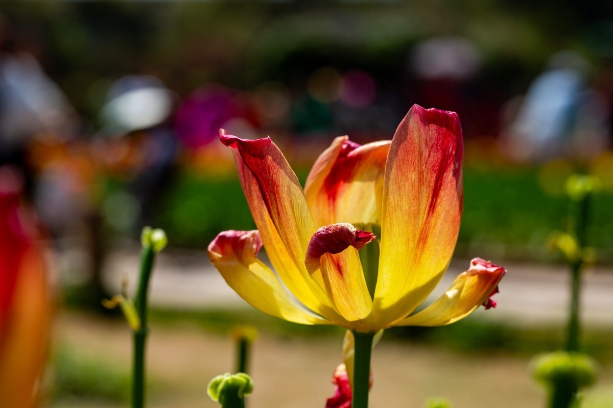 植物园拍郁金香36