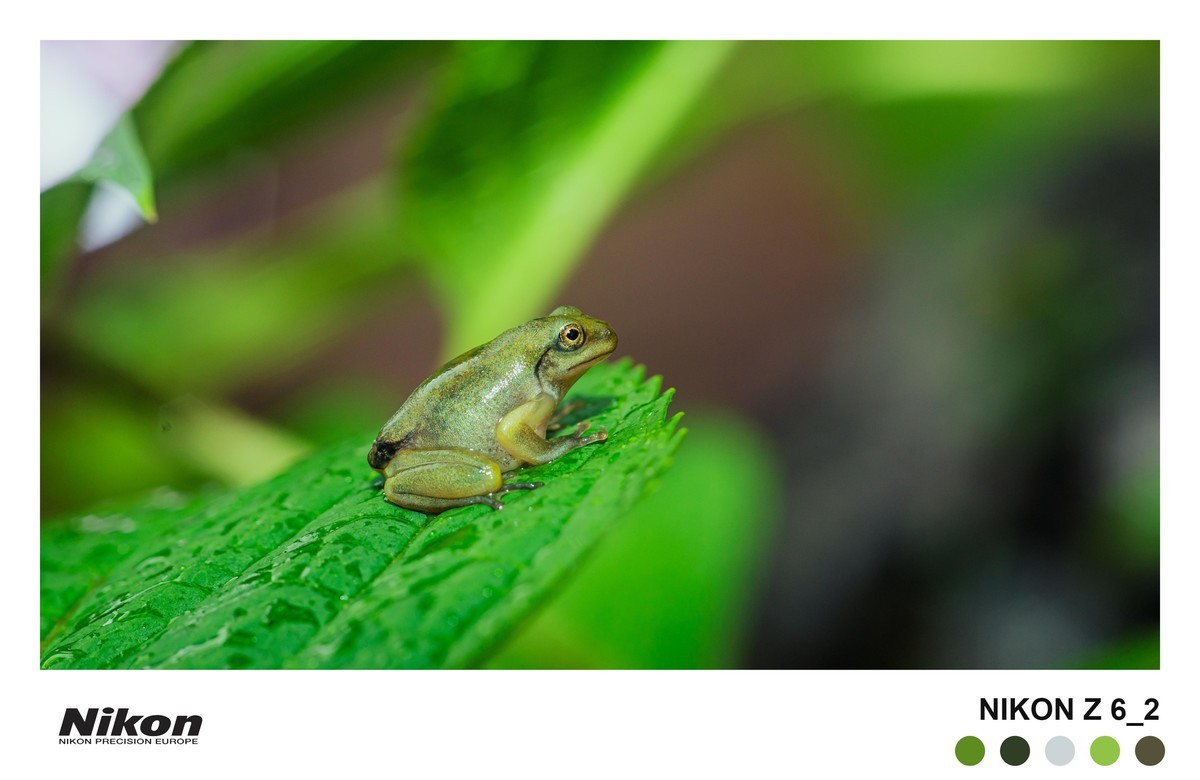 用的是尼康，就得发挥兄弟们的专业
