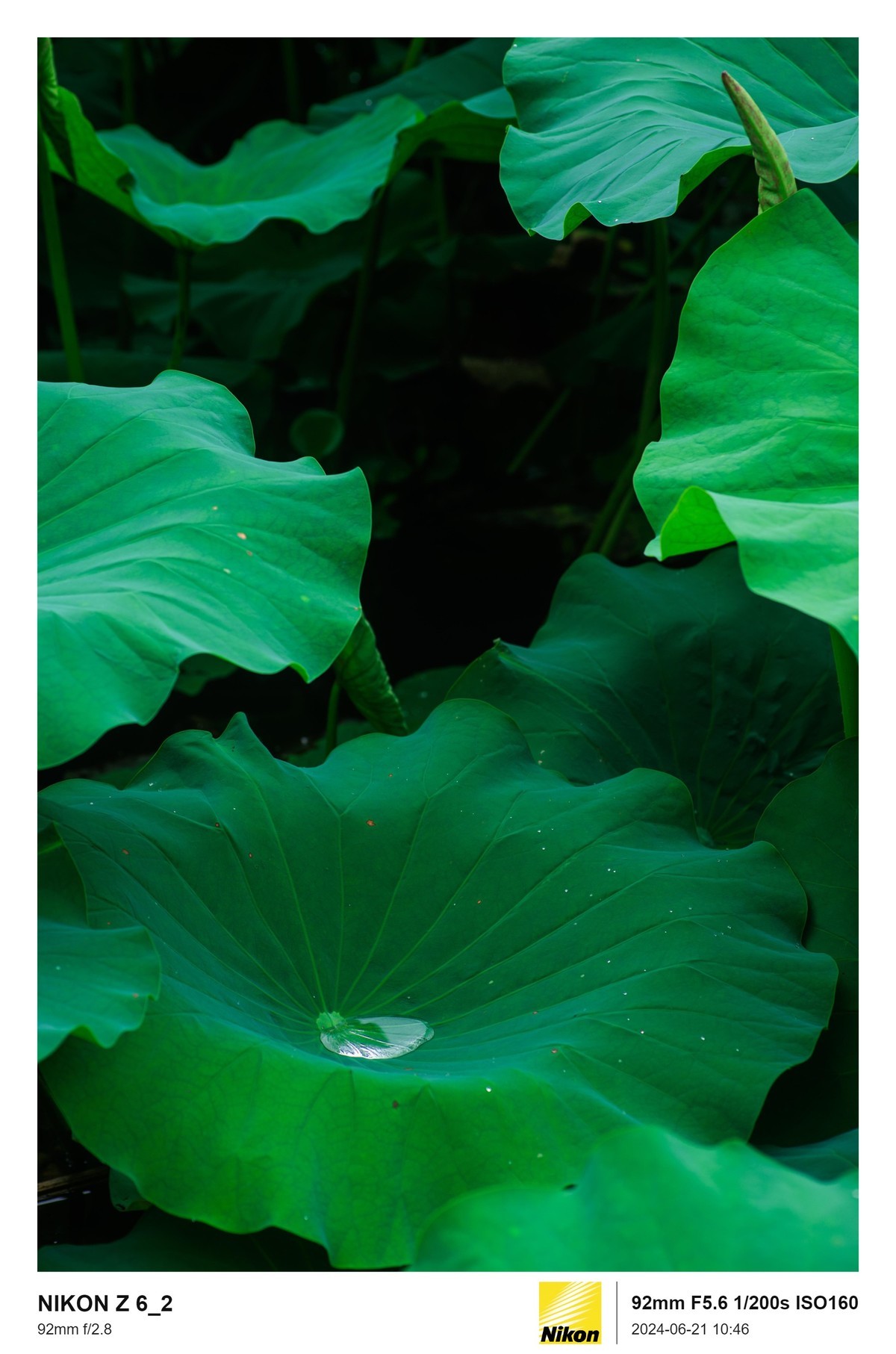 用的是尼康，就得发挥兄弟们的专业