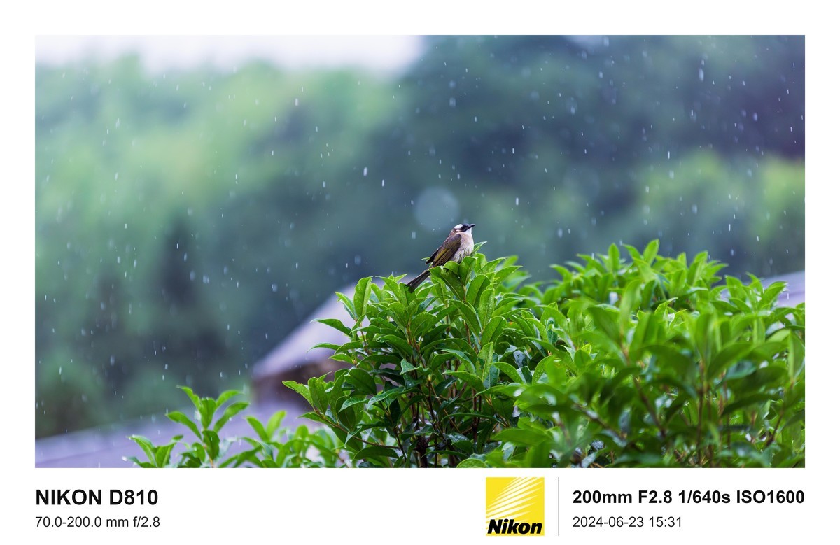 用的是尼康，就得发挥兄弟们的专业