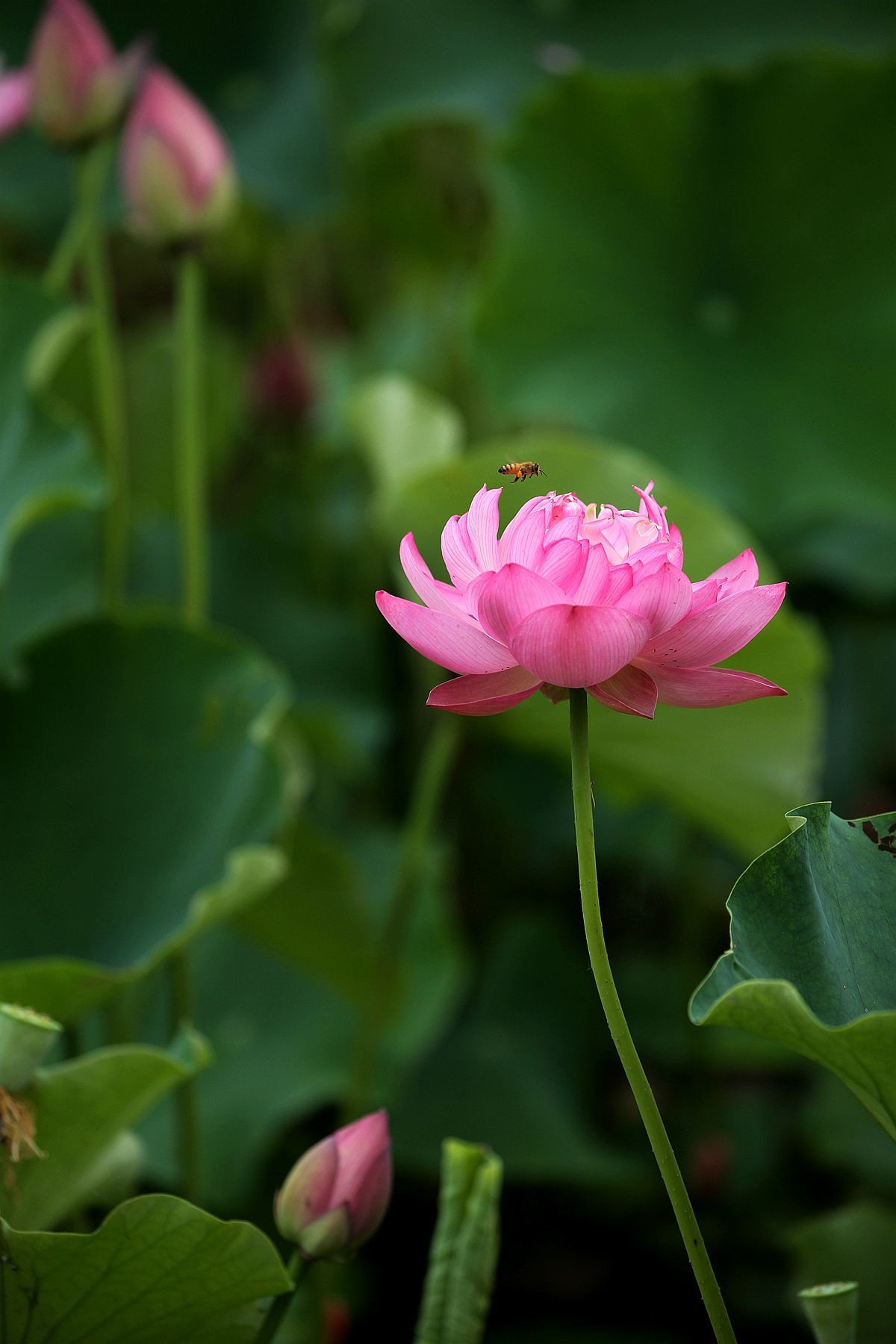 幽幽荷香【三】