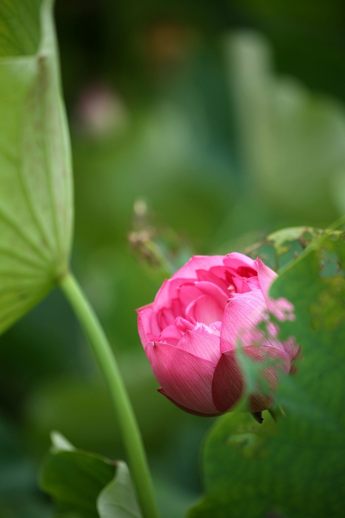 幽幽荷香【三】