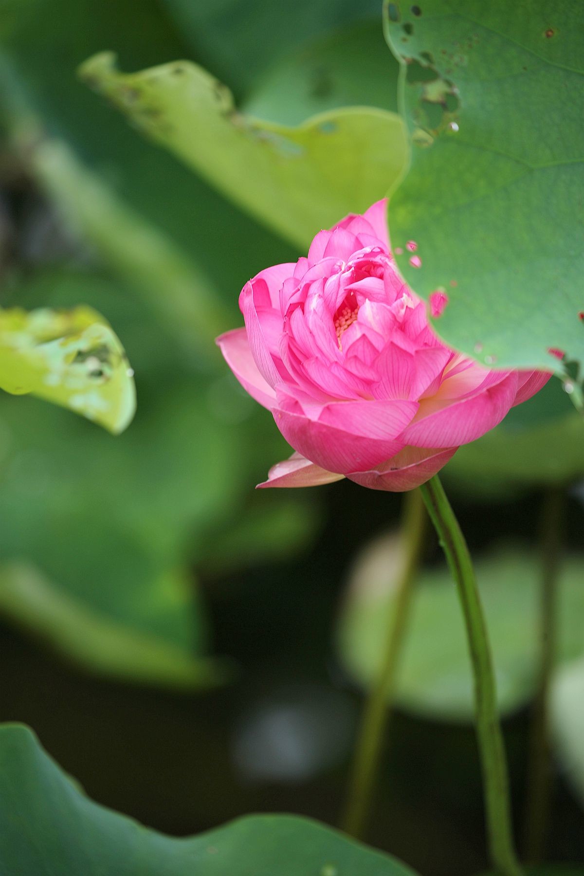 幽幽荷香【三】