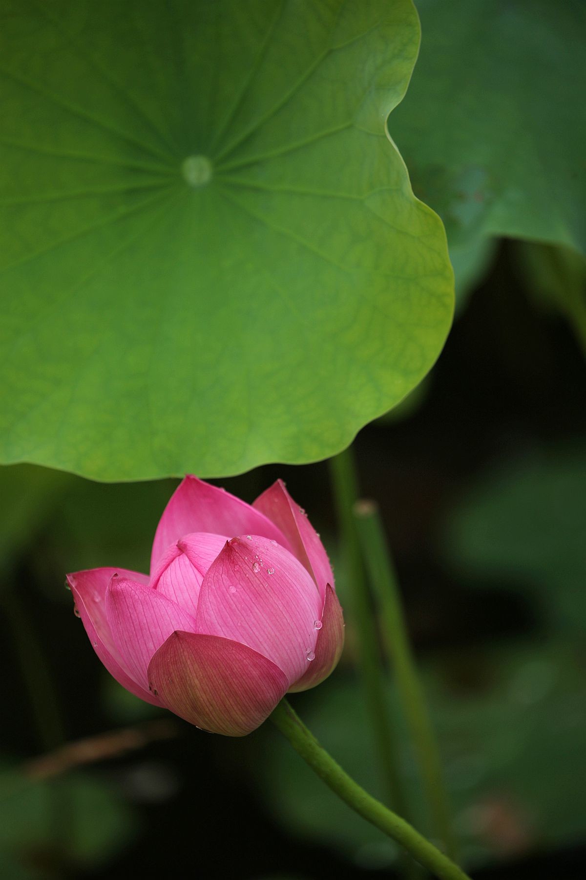 幽幽荷香【三】