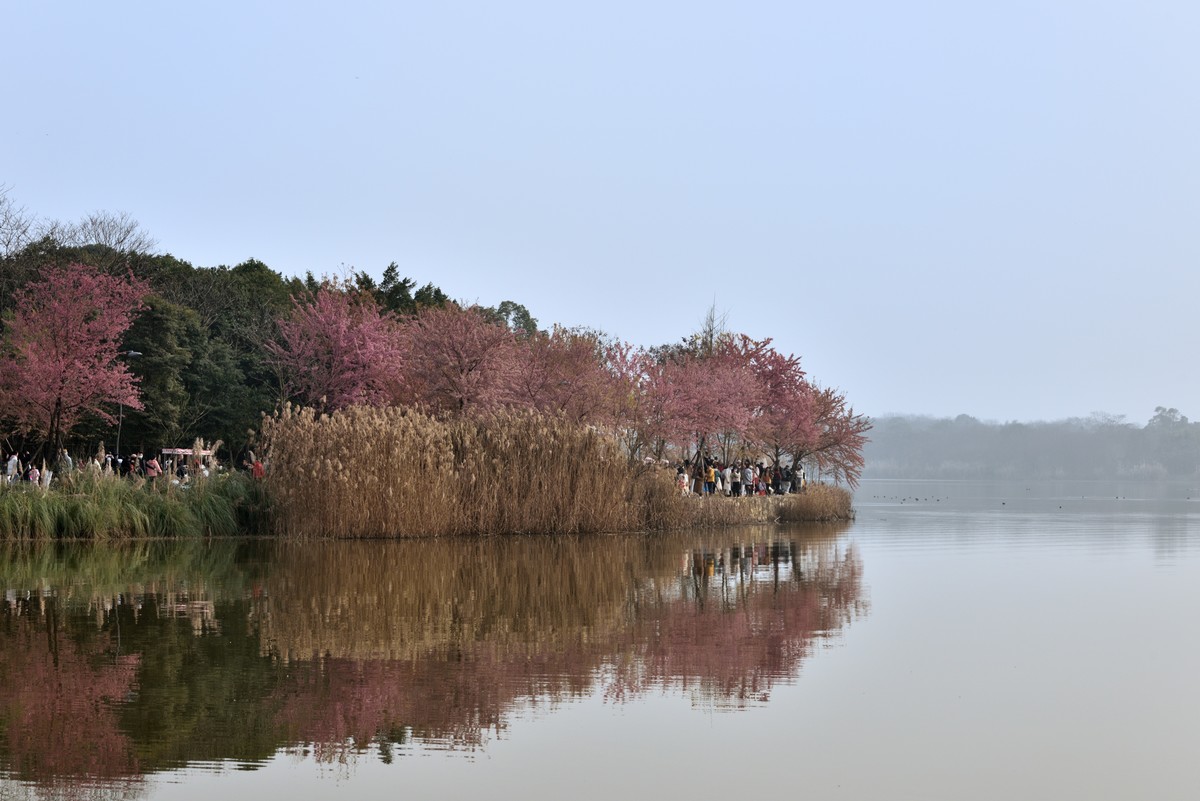 青龙湖赏樱【1】