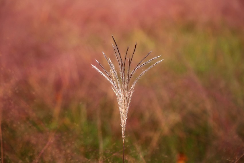 顾村公园景色秋意浓浓，