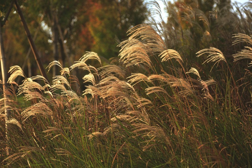 顾村公园景色秋意浓浓，