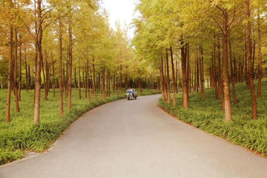 顾村公园景色秋意浓浓，