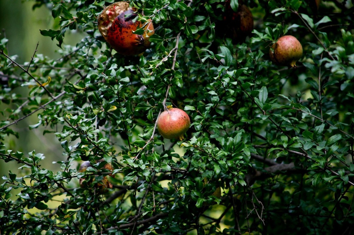 随拍——秋色趵突泉