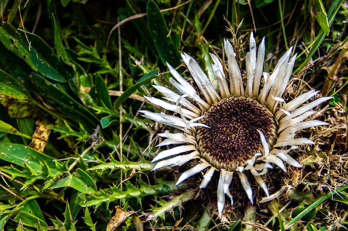 [旅游随拍]奥地利沙夫山