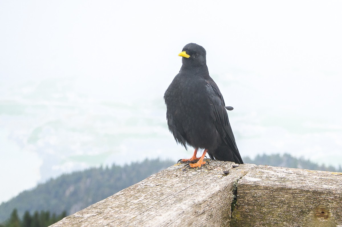 [旅游随拍]奥地利沙夫山