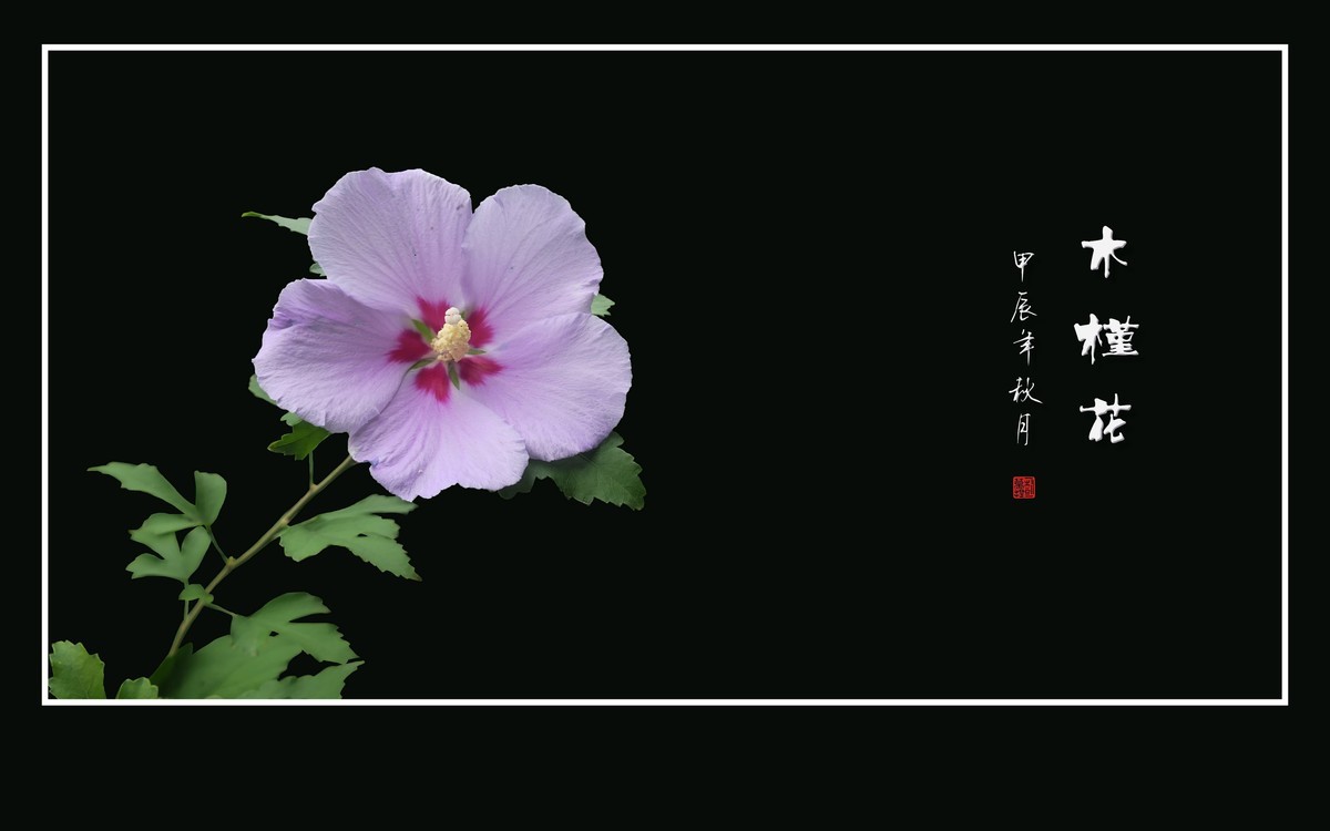 朝绽暮即闭，大美木槿花