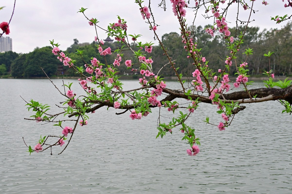 桃花