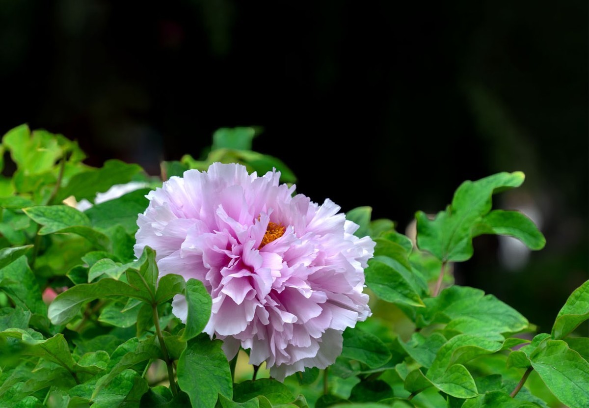 牡丹花开（10）