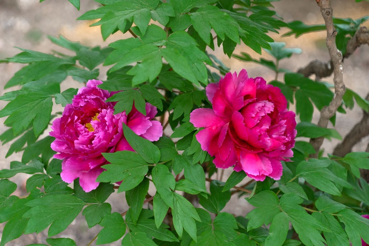 牡丹花开（10）