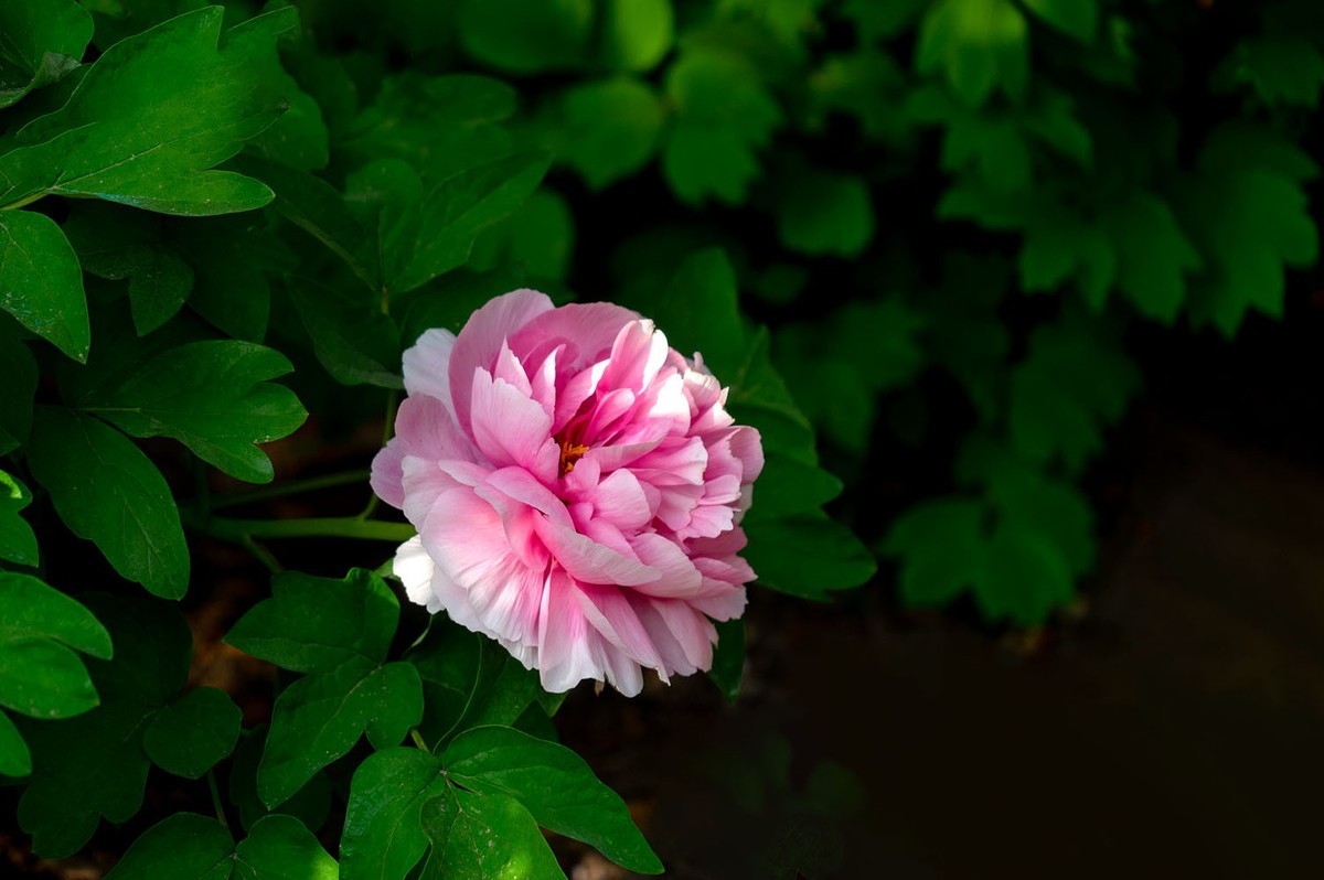 牡丹花开（10）