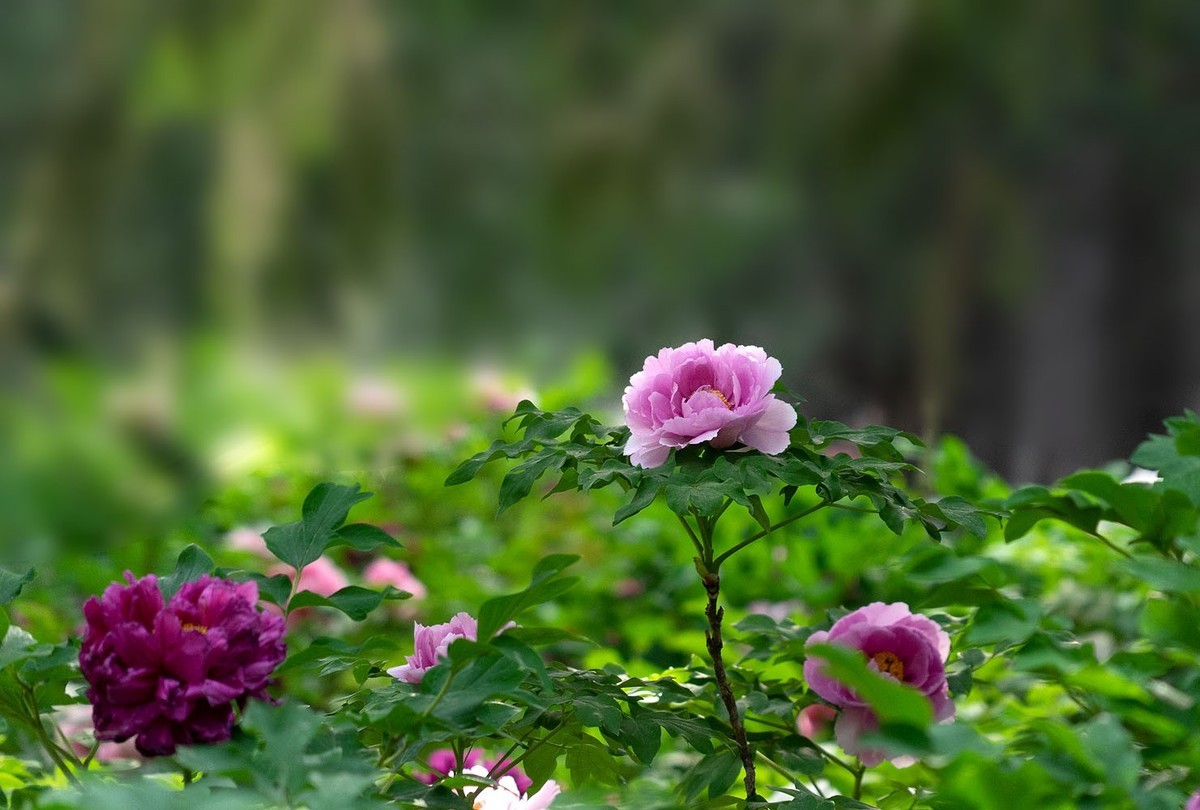 牡丹花开（10）